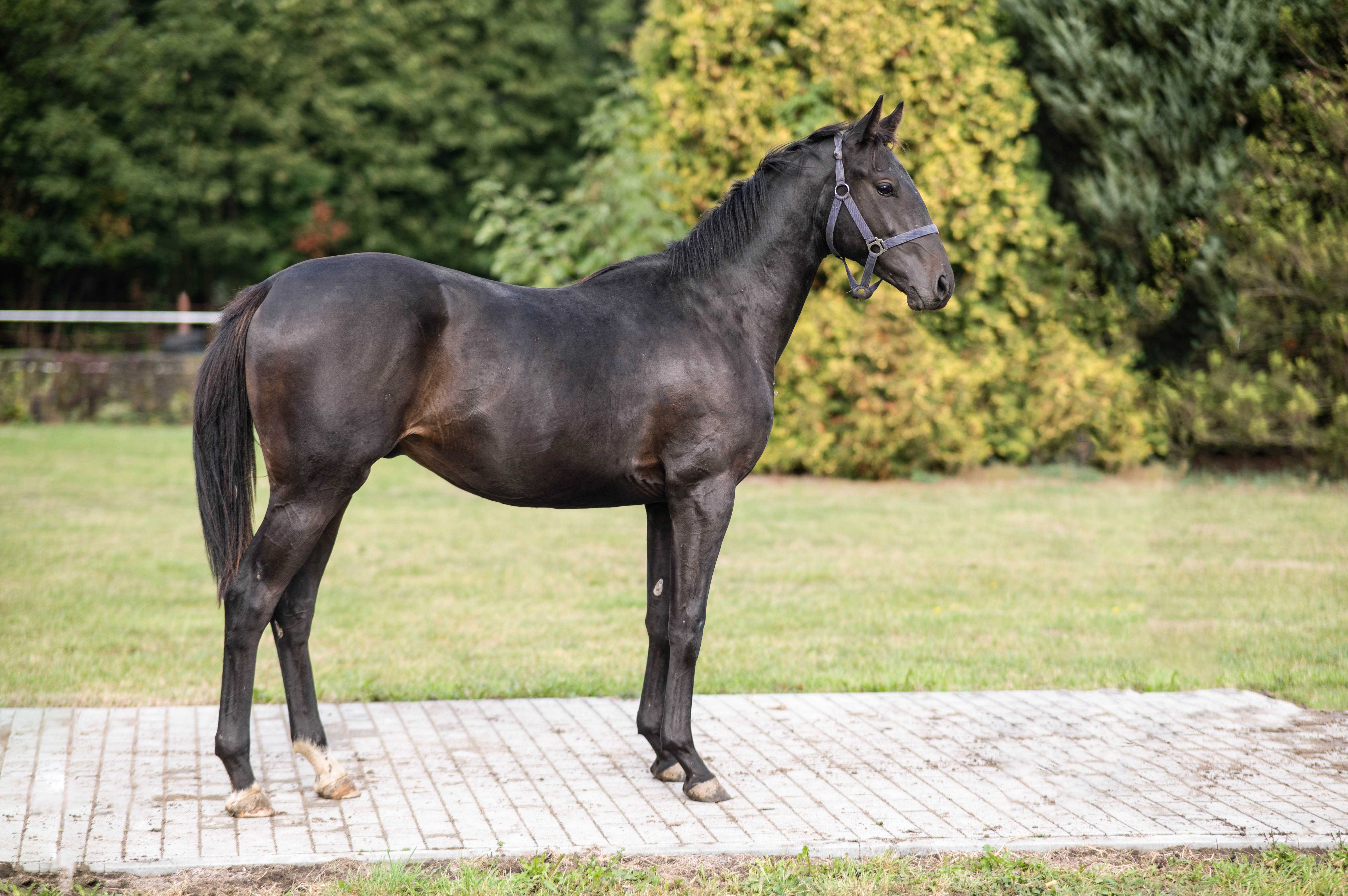 TURSEN — XX · Stallion · 4y